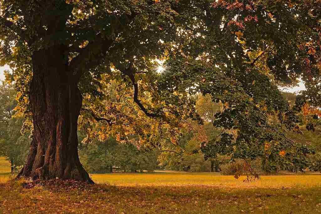 NF Life Coaching Pretoria